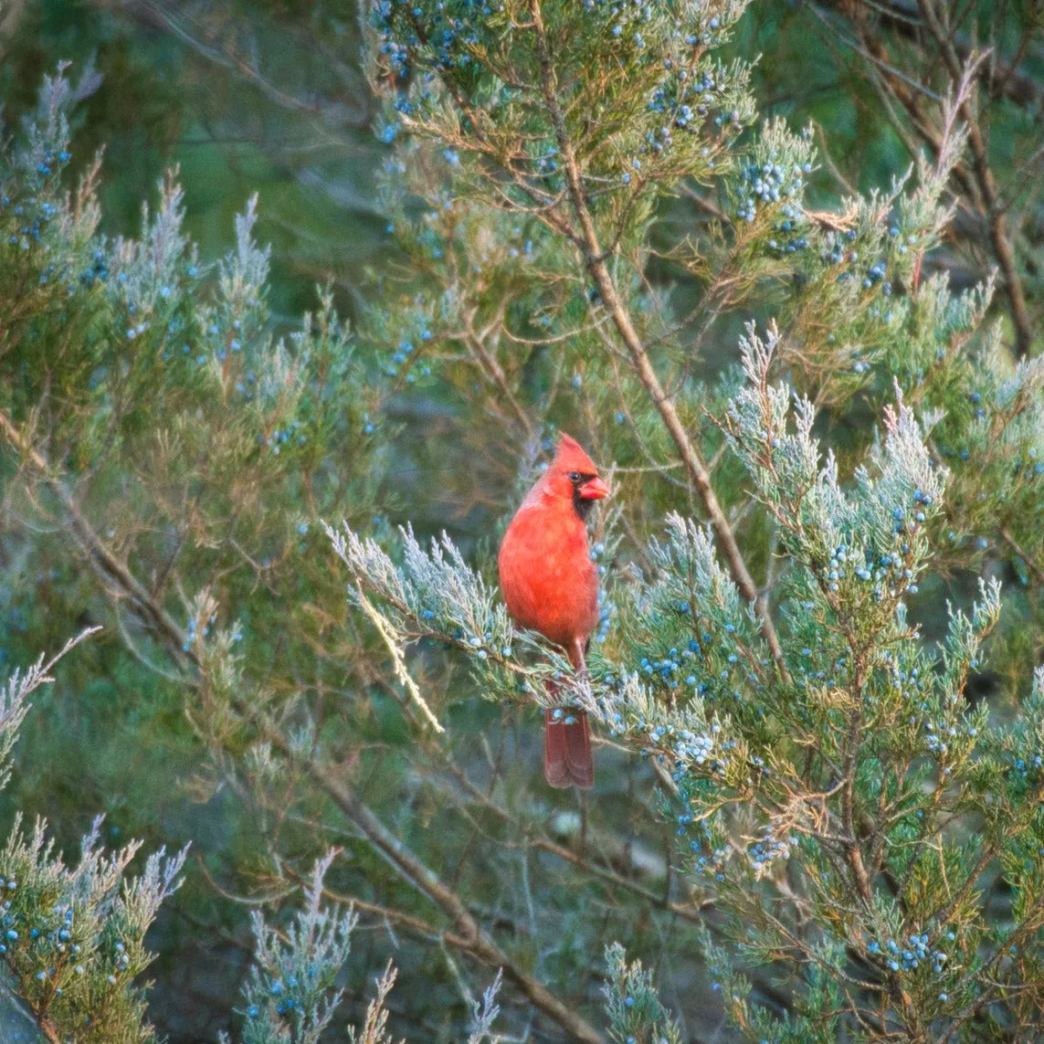 Eastern Red Cedar - Juniperus virginiana 'Burkii'
